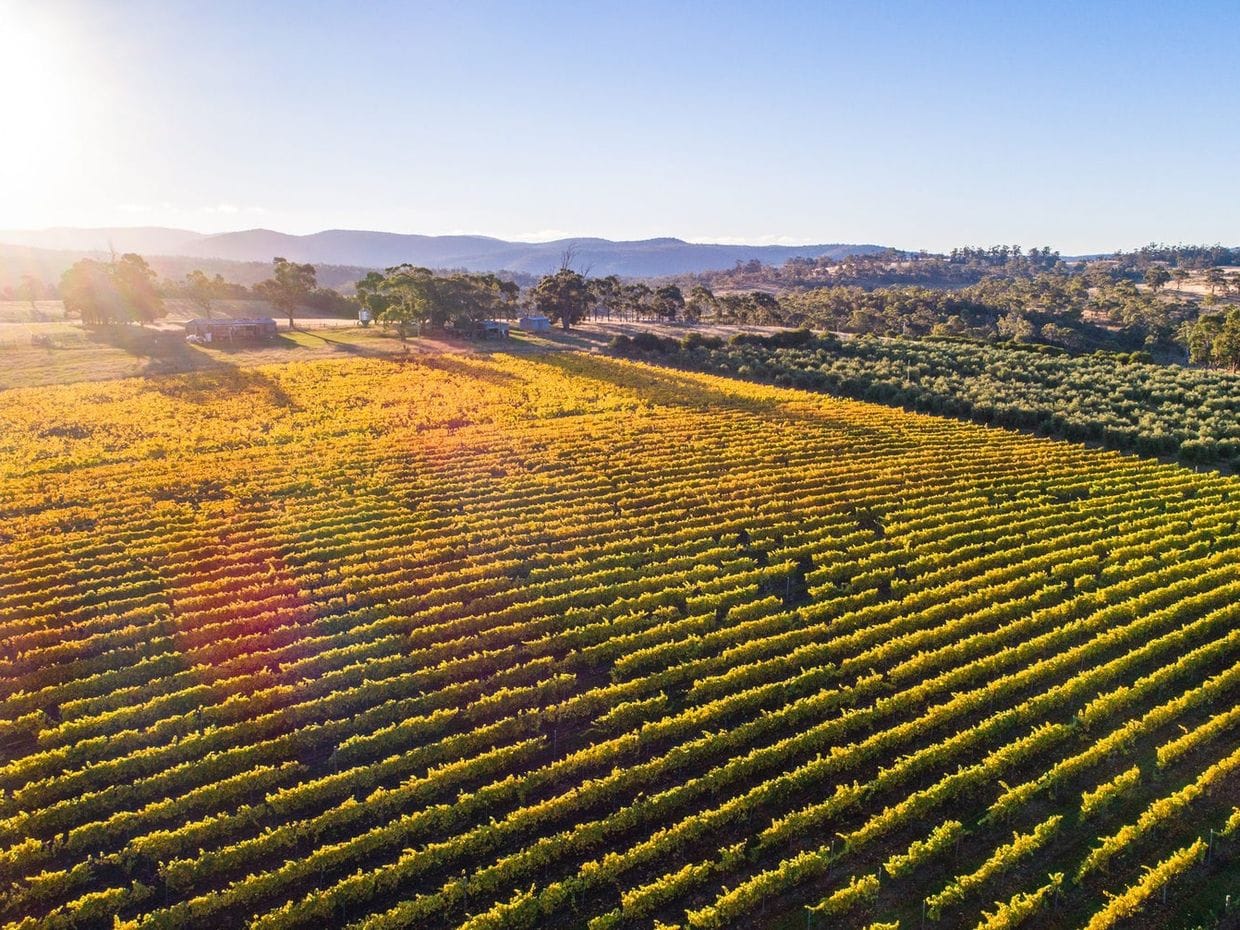 Boomer Creek Vineyard's rows in autumn colour