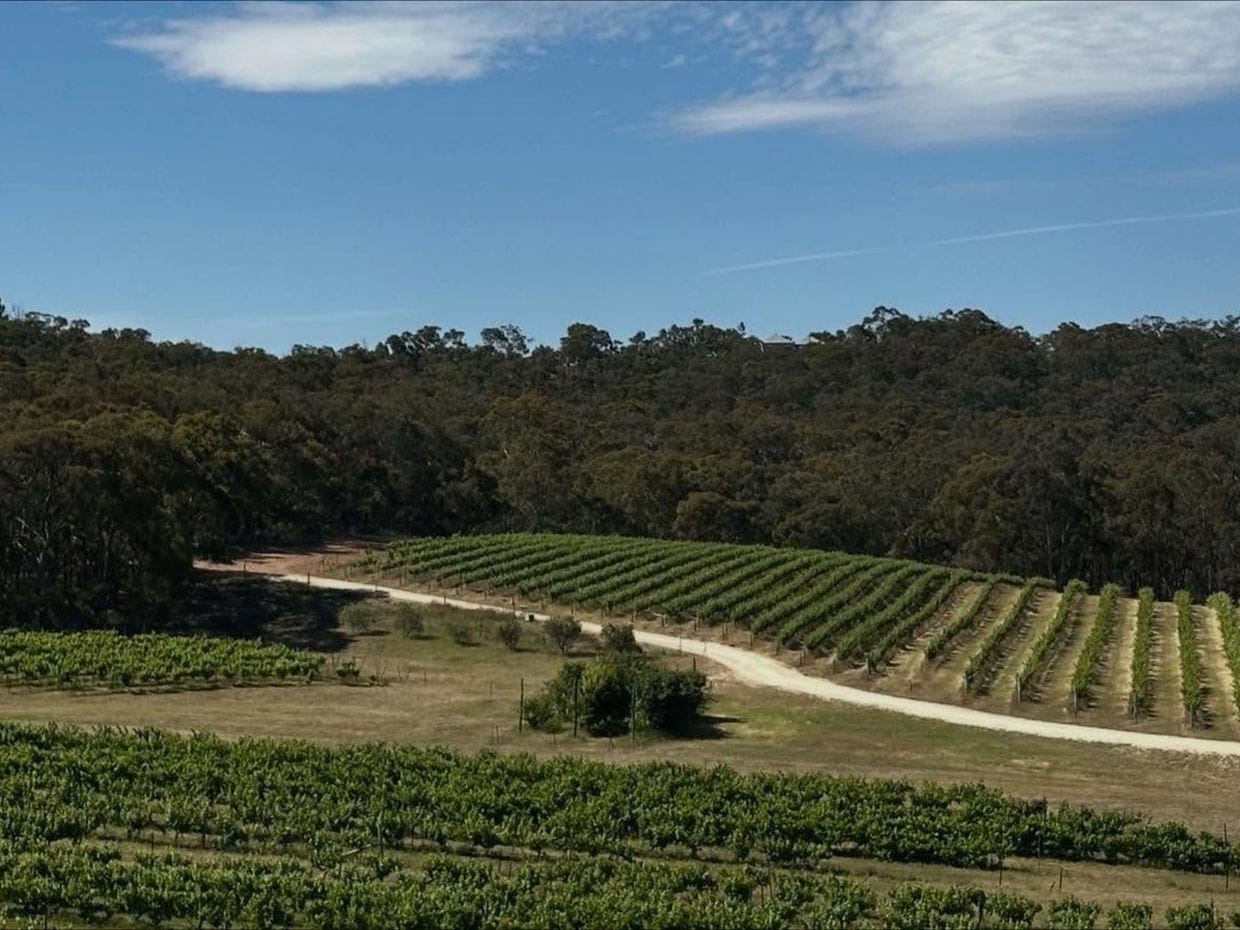 Grape Farm Winery's vines below the Pyrenees ranges